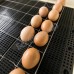 Инкубатор Золушка на 70 яиц (автомат, цифровое табло, гигрометр, 220+12В) 1 фото